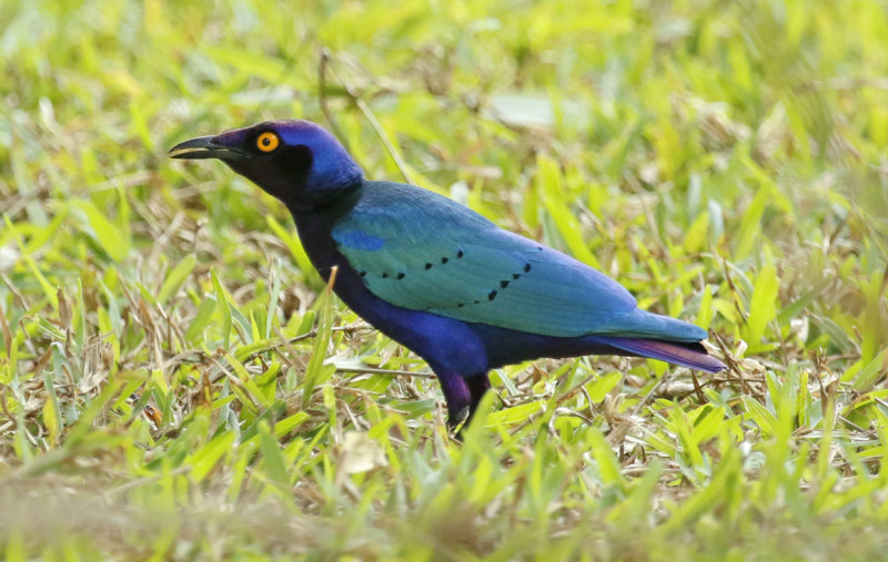 Purple Starling (Lamprotornis purpureus) Gambia - Kololi- Hotelgarden Senegambia