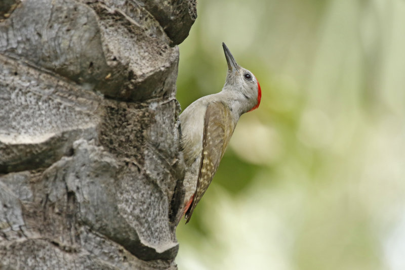 African Grey Woodpecker (Dendropicos goertae) Gambia - Kololi- Hotelgarden Senegambia