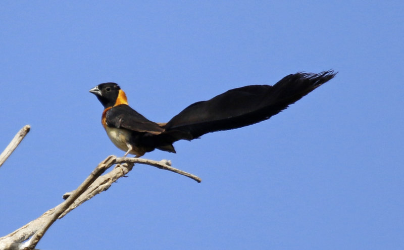 Exclamatory Paradise Whydah (Vidua interjecta) Gambia - Central River Division CRD 