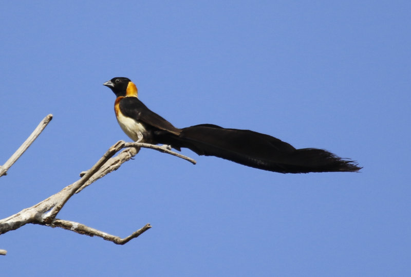 Exclamatory Paradise Whydah (Vidua interjecta) Gambia - Central River Division CRD