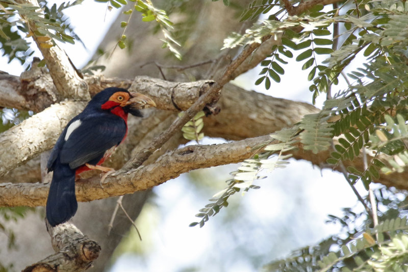 Bearded Barbet (Lybius dubius) Gambia - Abuko