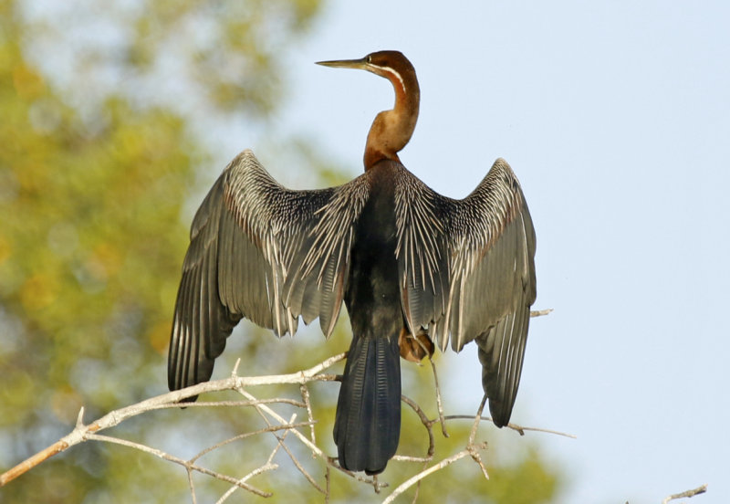 African Darter (Anhinga rufa) Gambia - Tendaba Mangrove Area 