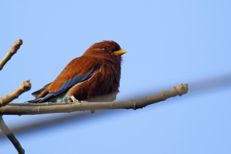 Broad-billed Roller (Eurystomus glaucurus) Gambia - Kotu Bridge