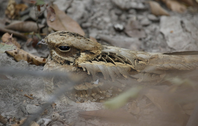 Long-tailed Nightjar (Caprimulgus climacurus) Gambia - Brufut Woods