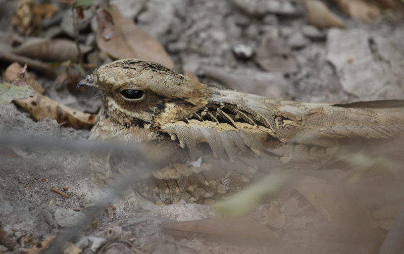Long-tailed Nightjar (Caprimulgus climacurus) Gambia - Brufut Woods