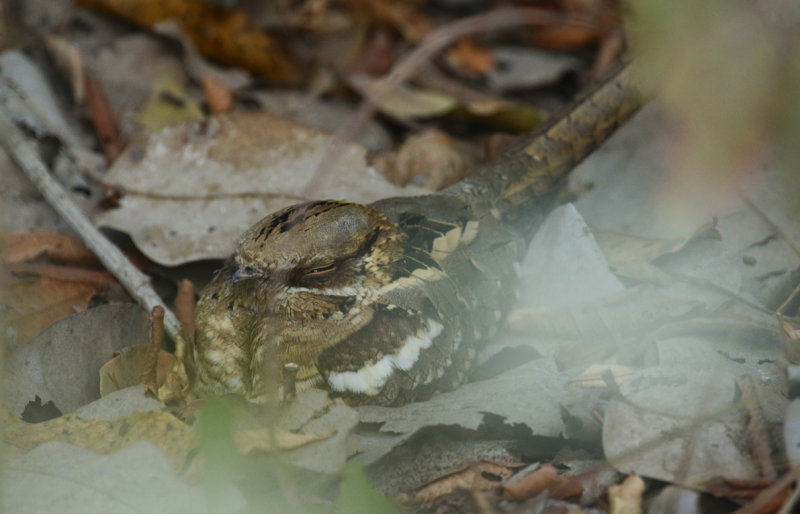 Long-tailed Nightjar (Caprimulgus climacurus) Gambia - Brufut Woods