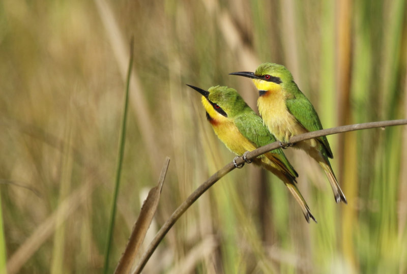 Little Bee-eater (Merops pusillus) Gambia - Kotu