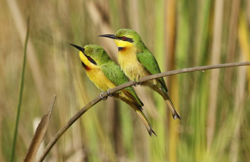 Little Bee-eater (Merops pusillus) Gambia - Kotu