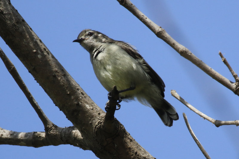 Mangrove Sunbird (Anthreptes gabonicus) Gambia - Western Division 