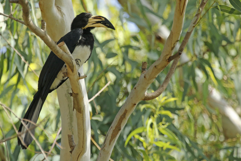 West African Pied Hornbill (Lophoceros semifasciatus) Gambia - Cycle Track Lily Pond