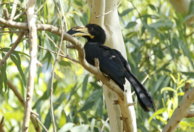West African Pied Hornbill (Lophoceros semifasciatus) Gambia - Cycle Track Lily Pond