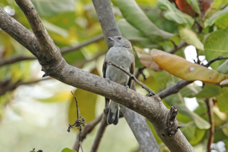 Lesser Honeyguide (Indicator minor) Gambia - Kololi- Hotelgarden Senegambia