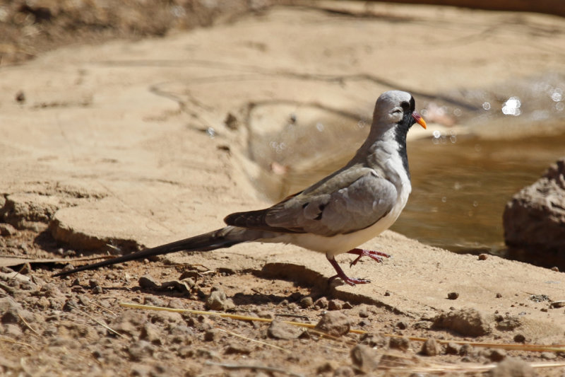 Namaqua Dove (Oena capensis) Gambia - Tendaba