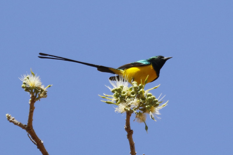 Pygmy Sunbird (Hedydipna platura) Gambia - Tendaba