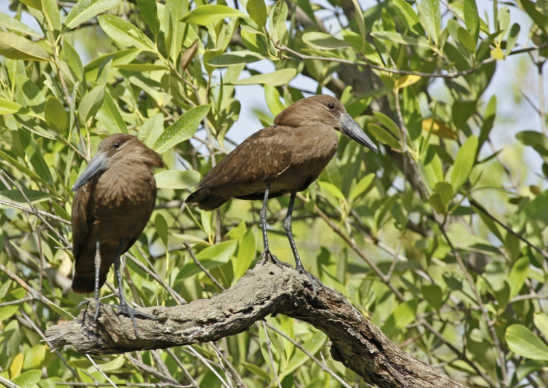 Hamerkop (Scopus umbretta minor) Gambia - Tendaba Mangrove Area