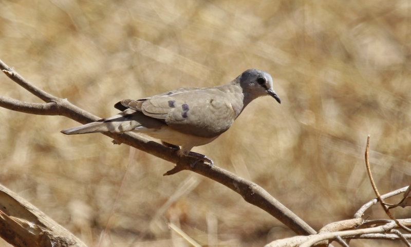 Black-billed Wood Dove (Turtur abyssinicus) Gambia - Tendaba