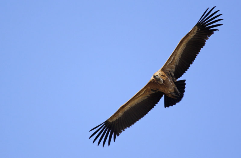 White-backed Vulture (Gyps africanus) Gambia - Western Division WD - Kampanti Raptor Bridge