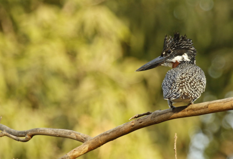 Giant Kingfisher (Megaceryle maxima) Gambia - Abuko Nature Reserve