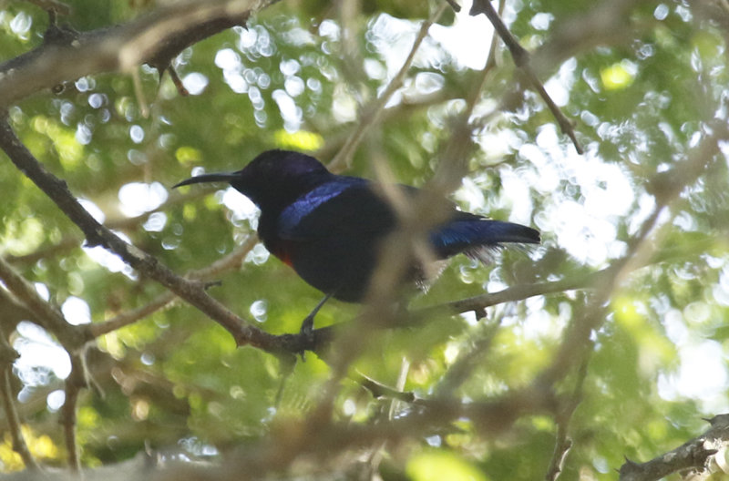 Splendid Sunbird (Cinnyris coccinigastrus) Gambia - Brufut Woods 