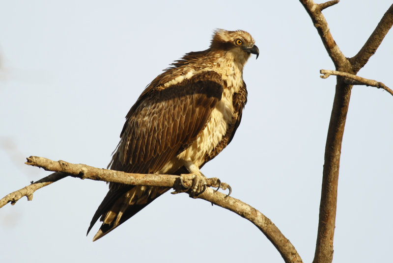 Western Osprey (Pandion haliaetus haliaetus) Gambia - Abuko Nature Reserve