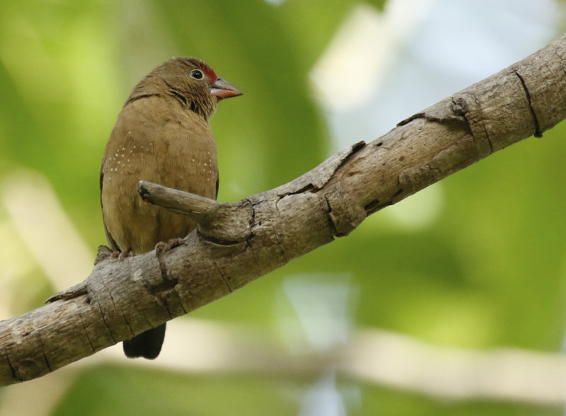 Red-billed Firefinch (Lagonosticta senegala) Gambia - Kololi- Hotelgarden Senegambia