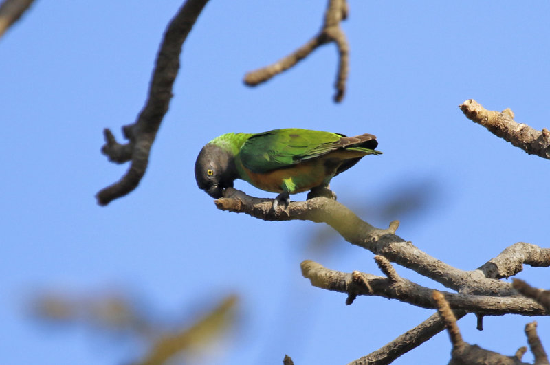 Senegal Parrot (Poicephalus senegalus) Gambia - Kotu ponds