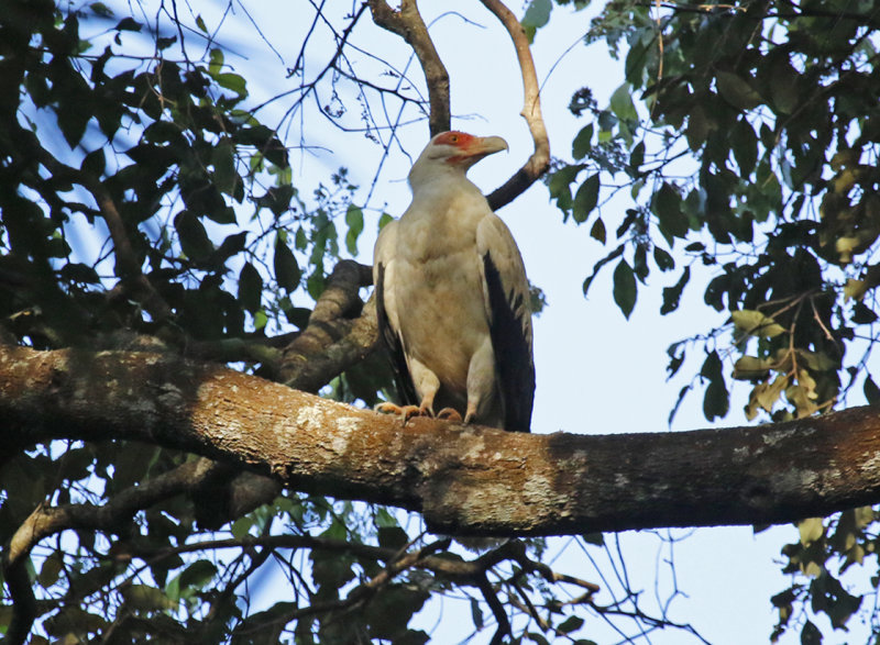 Palm-nut Vulture (Gypohierax angolensis) Gambia - Pirang Forest