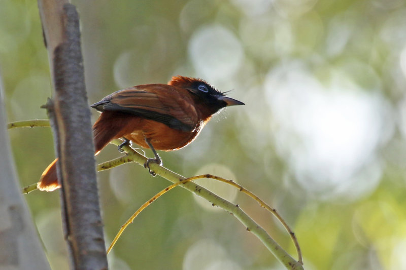 Red-bellied Paradise Flycatcher (Terpsiphone rufiventer rufiventer) Gambia - Palm Beach Hotel 