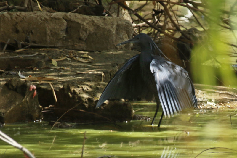 Black Heron (Egretta ardesiaca) Gambia - Cycle Track Lily Pond
