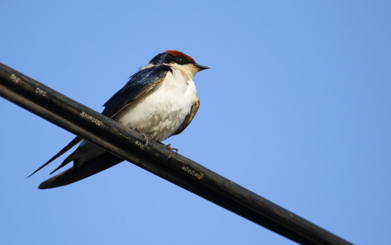 Wire-tailed Swallow ssp smithii (Hirundo smithii smithii) Gambia - Kotu Bridge