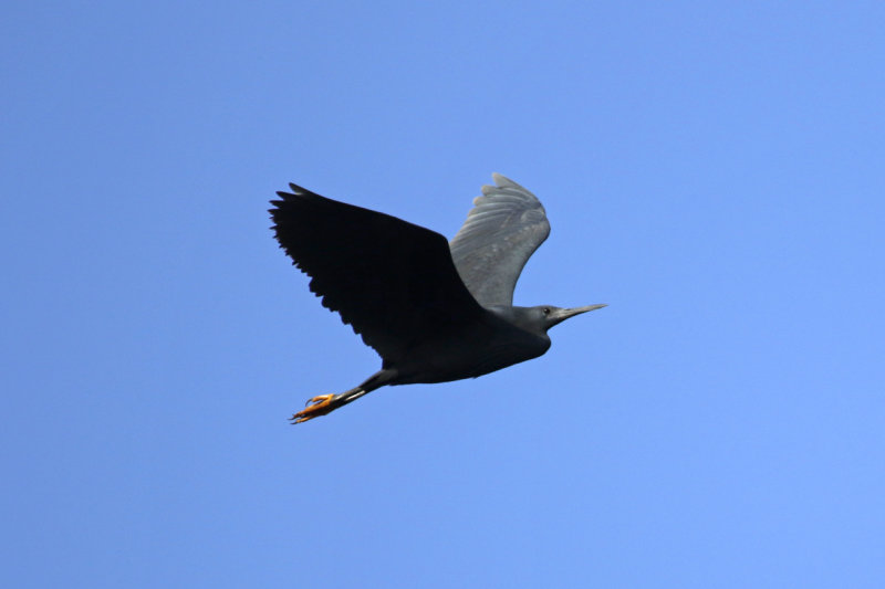 Black Heron (Egretta ardesiaca) Gambia - Kotu Bridge
