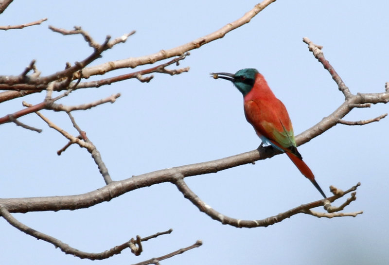 Northern Carmine Bee-eater (Merops nubicus) Gambia - Kartong