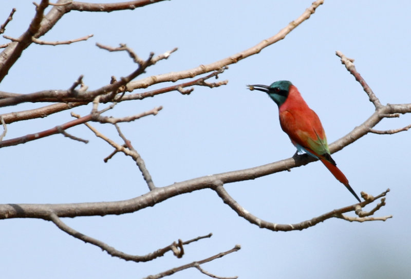 Northern Carmine Bee-eater (Merops nubicus) Gambia - Kartong