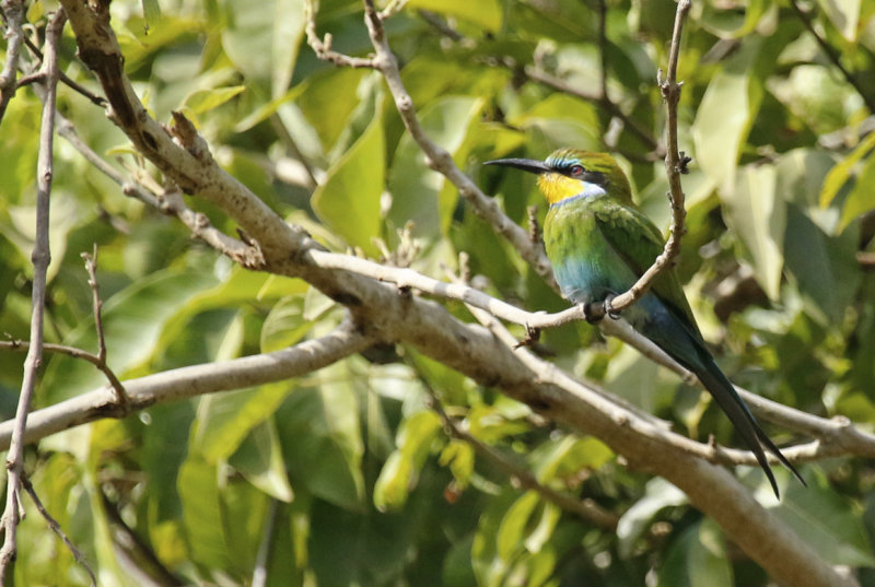 Swallow-tailed Bee-eater (Merops hirundineus) Gambia - Abuko
