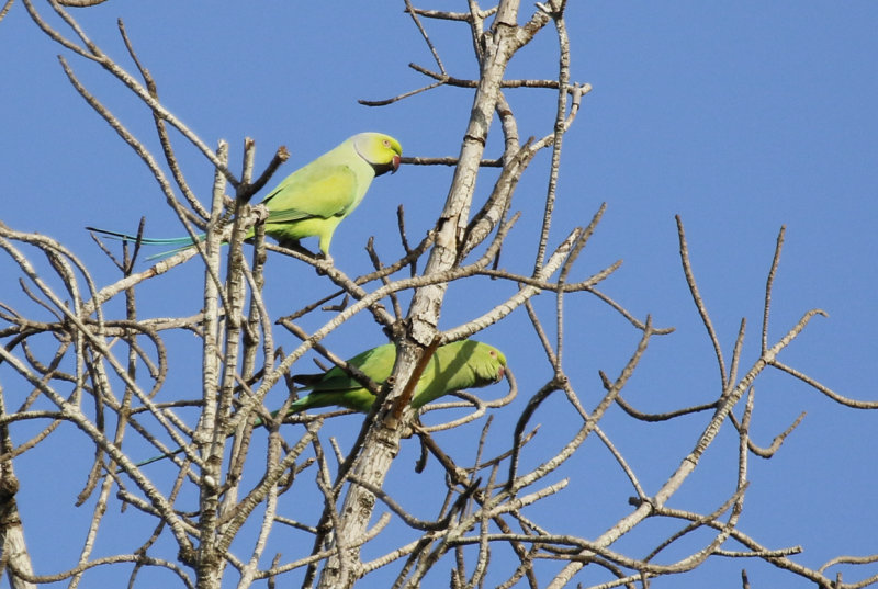 Rose-ringed Parakeet ssp krameri (Psittacula krameri krameri) Gambia - Tendaba Mangrove Area 