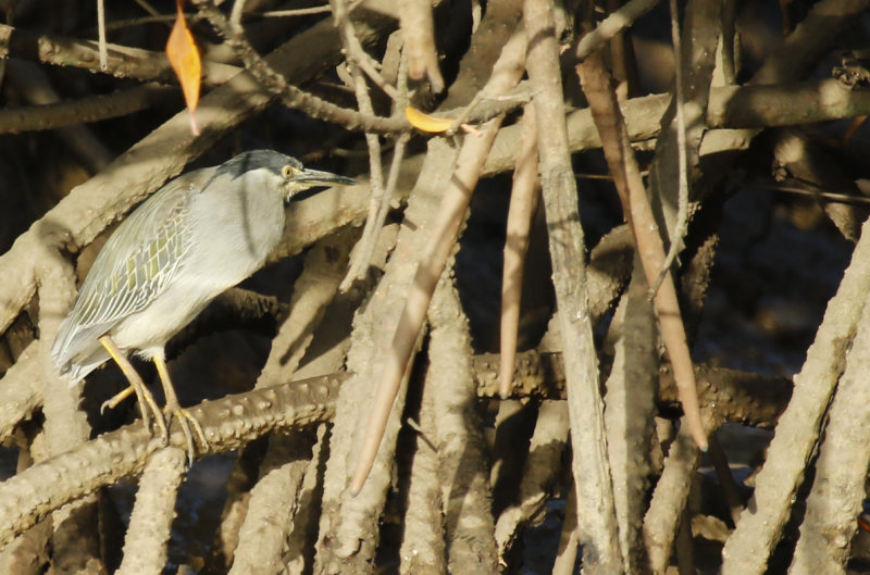 Striated Heron ssp atricapilla (Butorides striata atricapilla) Gambia - Tendaba Mangrove Area 