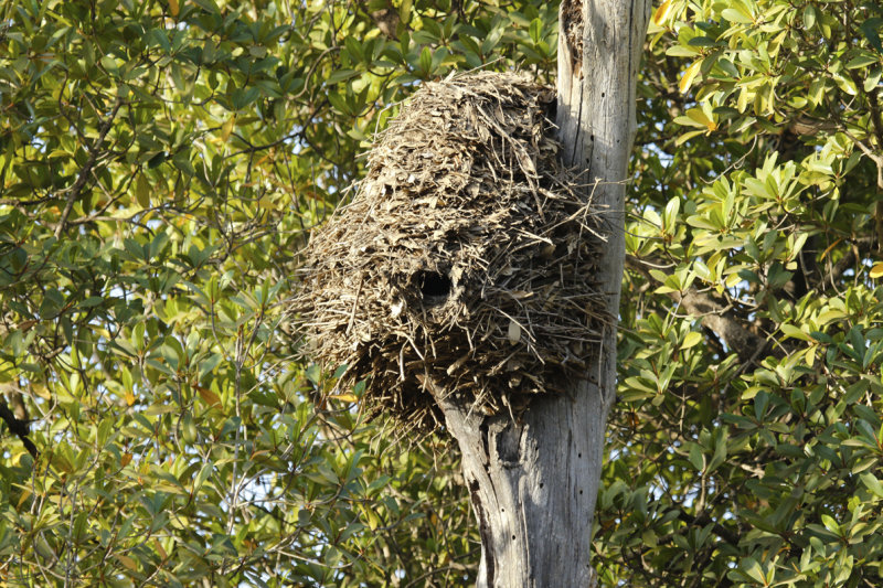 Hamerkop Nest - Gambia - Tendaba Mangrove Area