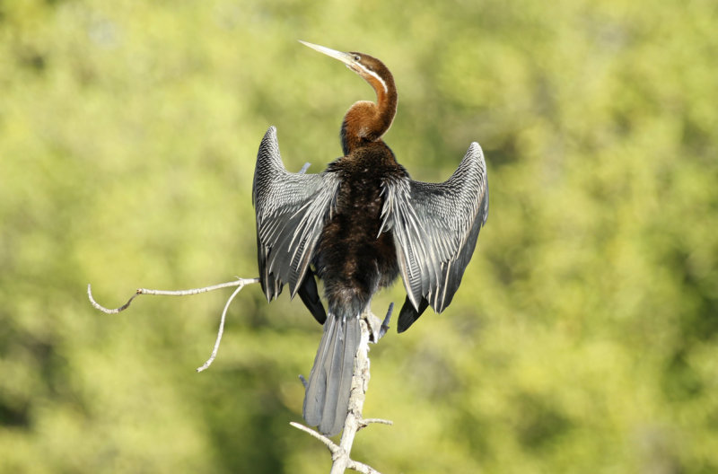 African Darter (Anhinga rufa) Gambia - Tendaba Mangrove Area