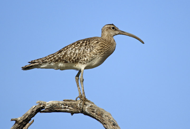 Whimbrel (Numenius phaeopus) Gambia - Tendaba Mangrove Area