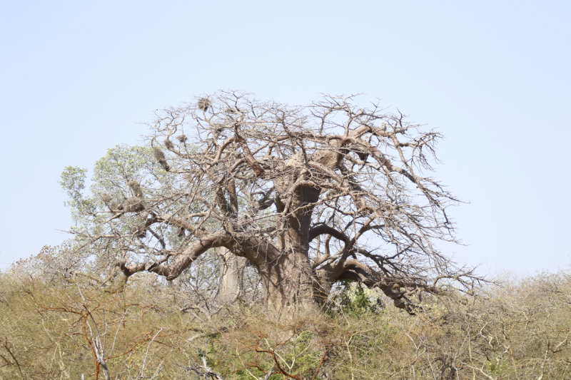 African Baobab Tree (Adansonia digitata) Gambia - Tendaba Mangrove Area