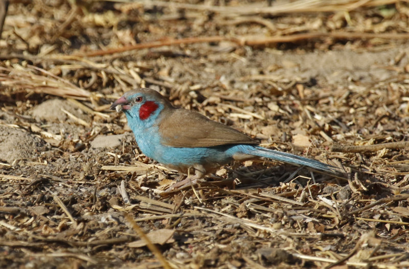 Red-cheeked Cordon-bleu (Uraeginthus bengalus) Gambia - Brufut Woods 