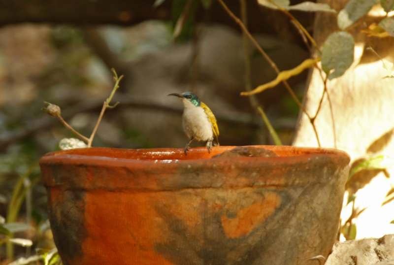 Green-headed Sunbird (Cyanomitra verticalis verticalis) (female)Gambia - Farasuto Forest