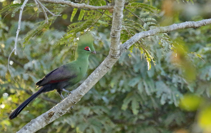 Guinea Turaco ssp buffoni (Tauraco persa buffoni) Gambia - Brufut Woods