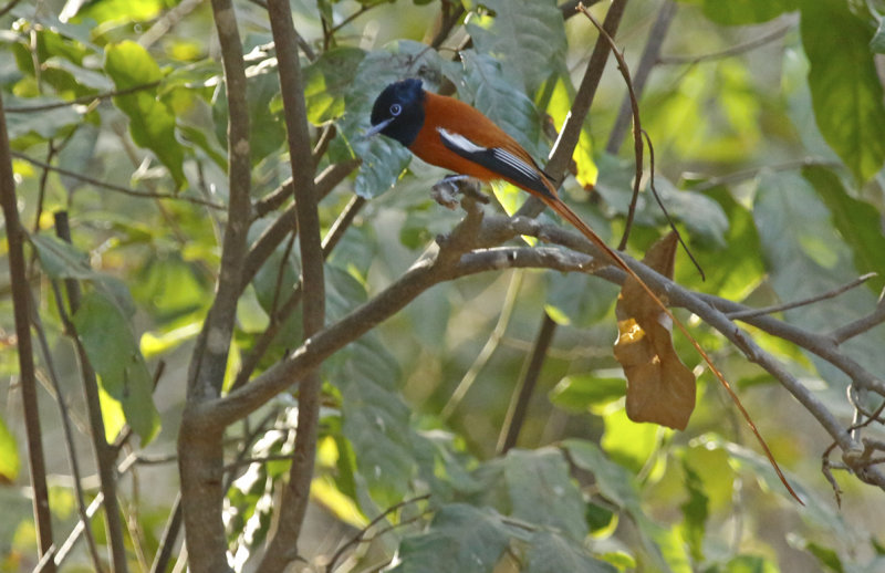 Red-bellied Paradise Flycatcher (Terpsiphone rufiventer rufiventer) Gambia - Brufut Woods