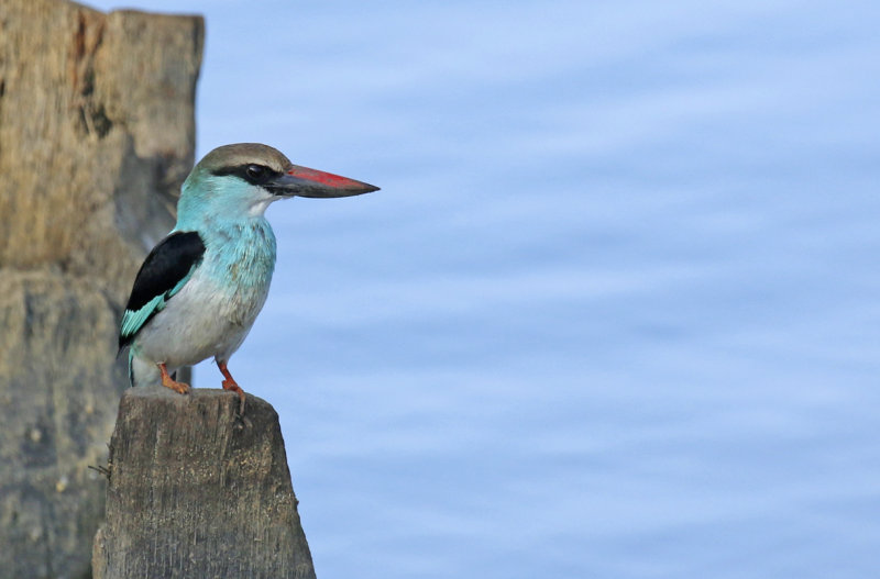 Blue-breasted Kingfisher ssp torquata (Halcyon malimbica torquata) Gambia - Kotu Bridge