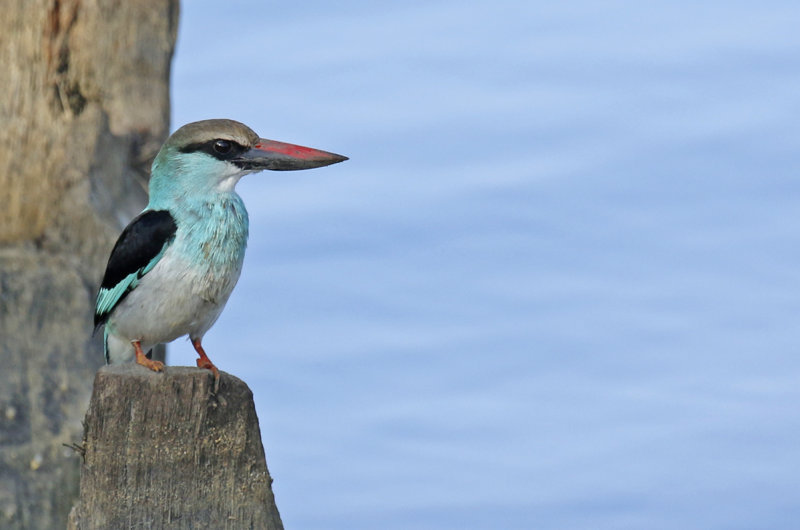 Blue-breasted Kingfisher ssp torquata (Halcyon malimbica torquata) Gambia - Kotu Bridge