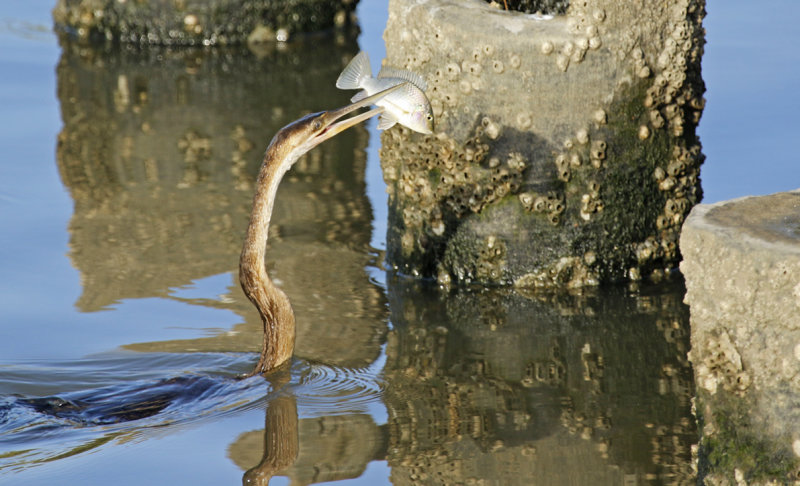 African Darter (Anhinga rufa) Gambia - Kotu Bridge