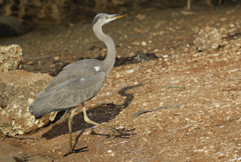 Grey Heron (Ardea cinerea) Gambia - Kotu Bridge