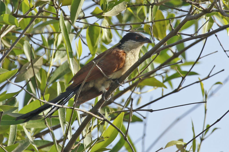 Senegal Coucal (Centropus senegalensis) Gambia - Kotu
