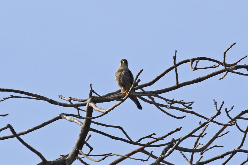 Red-necked Falcon (Falco chicquera) Gambia - Kotu